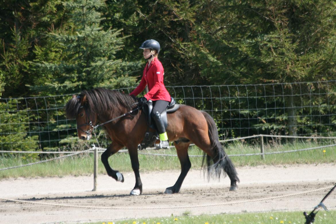Islænder Pruður fra Flugsæl billede 15