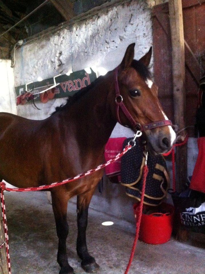 Welsh Cob (sec D) Llanwnen Sparkle billede 8