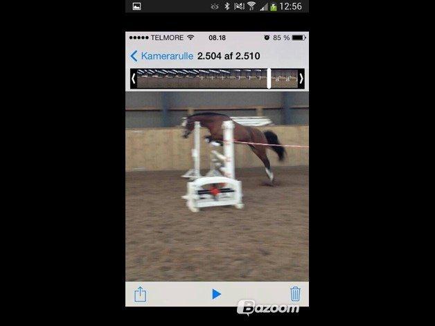 Welsh Cob (sec D) Llanwnen Sparkle billede 9
