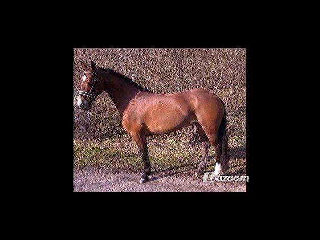 Welsh Cob (sec D) Llanwnen Sparkle billede 12