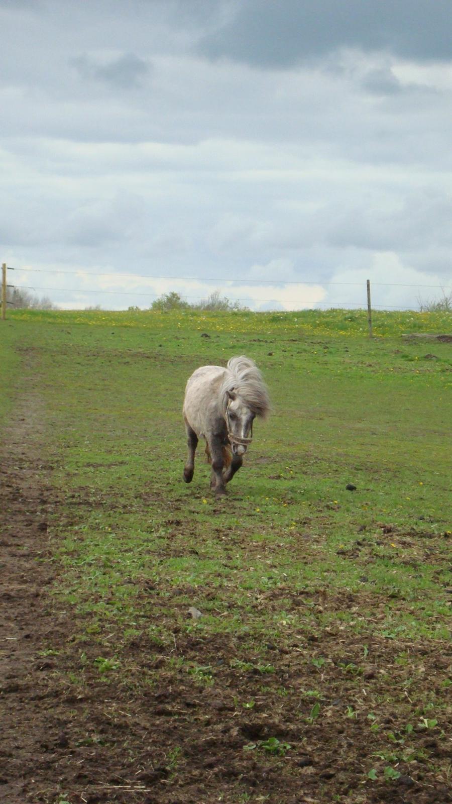 Shetlænder Silke billede 7