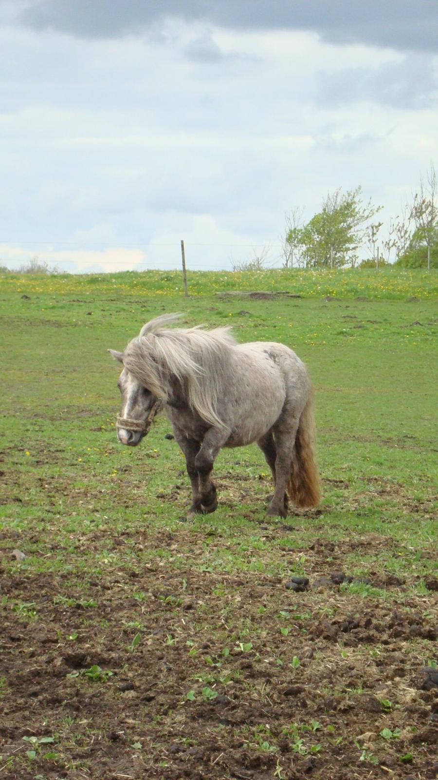 Shetlænder Silke billede 4