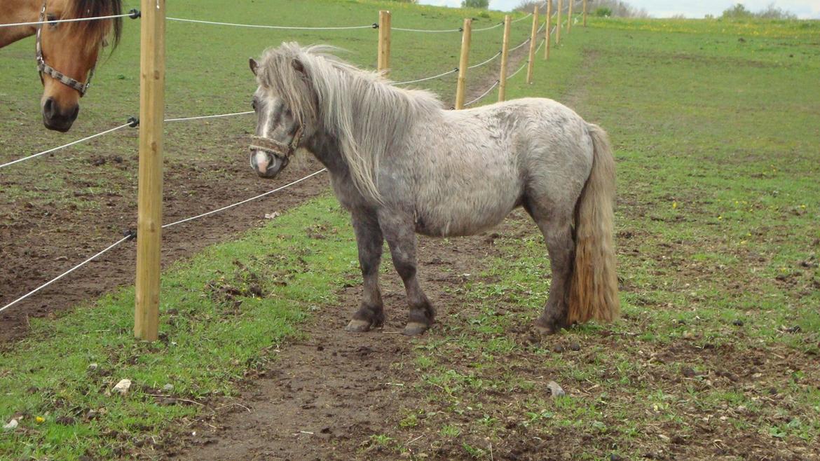 Shetlænder Silke billede 3