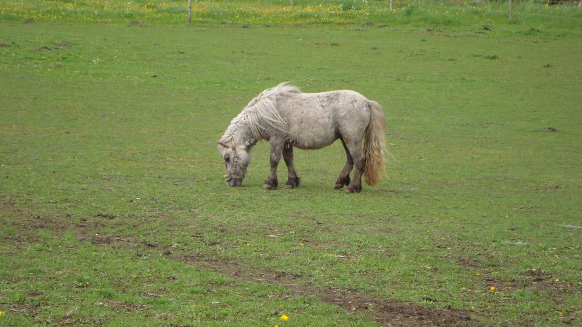 Shetlænder Silke billede 6
