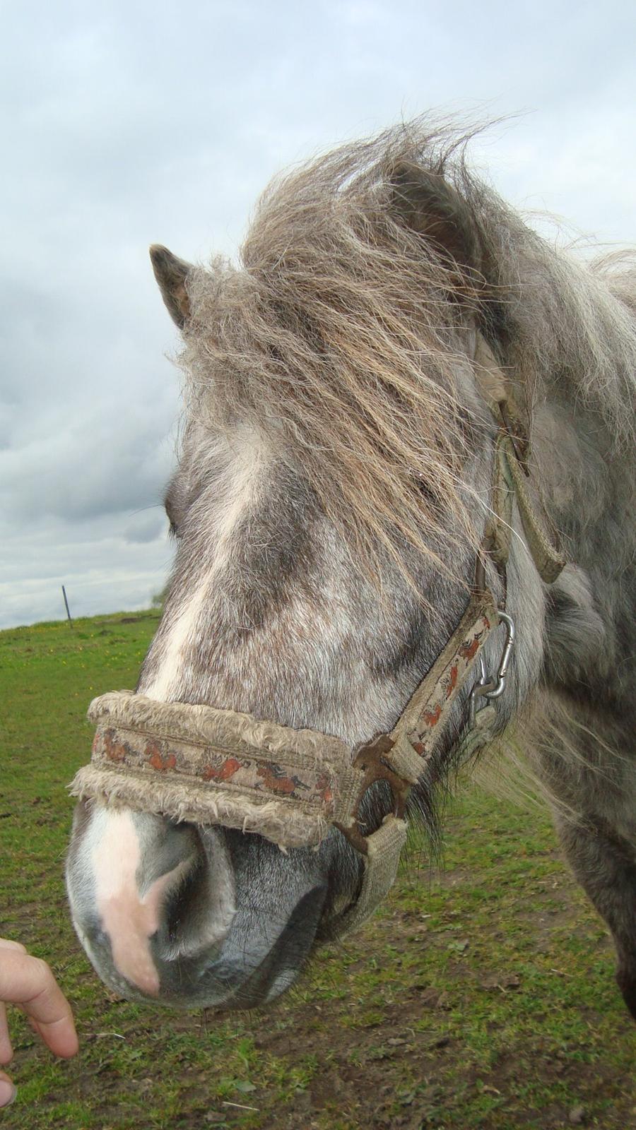 Shetlænder Silke billede 9