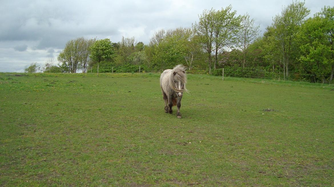 Shetlænder Silke billede 8