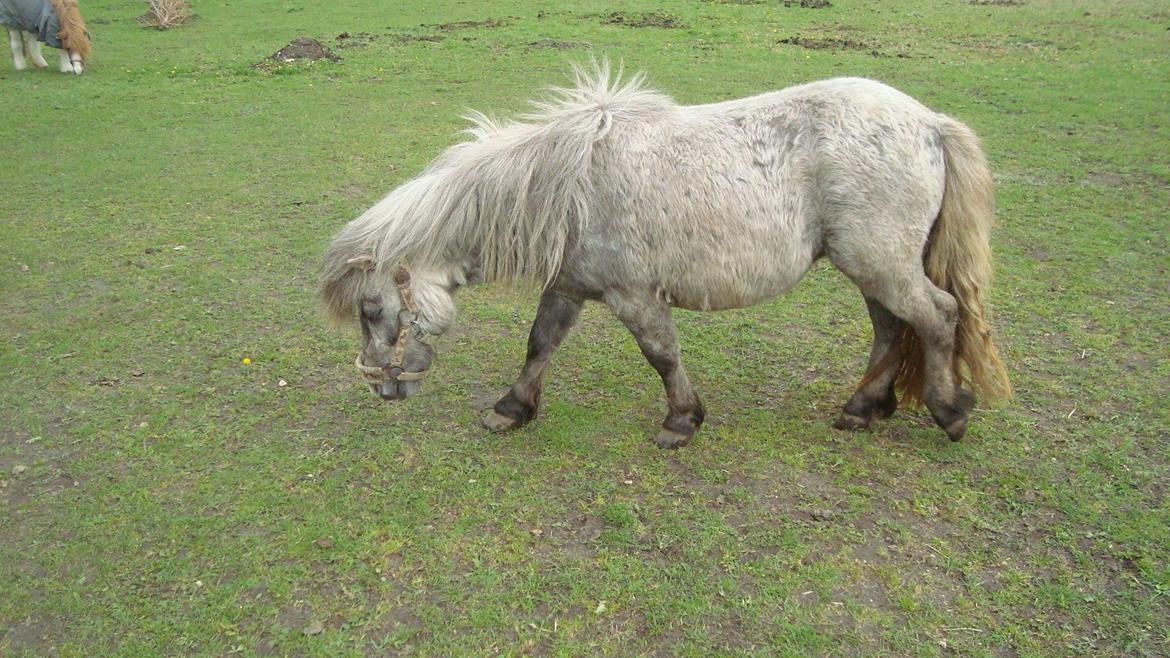 Shetlænder Silke billede 10