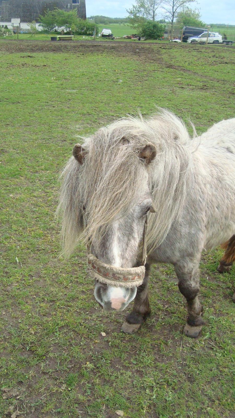 Shetlænder Silke billede 11