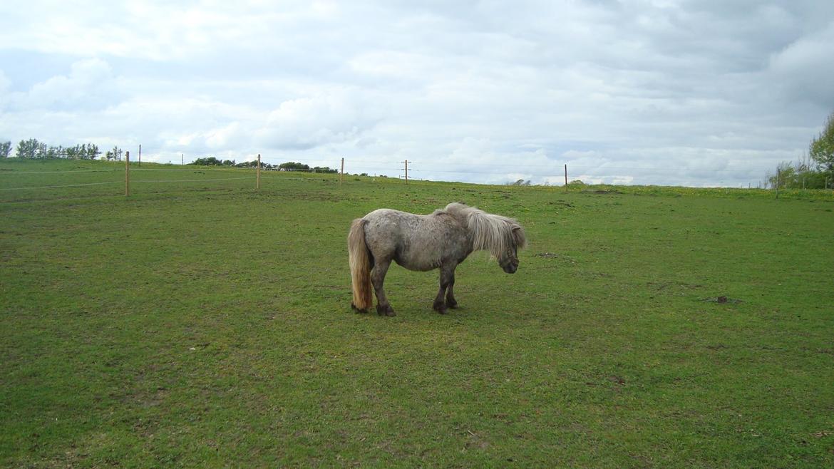 Shetlænder Silke billede 12