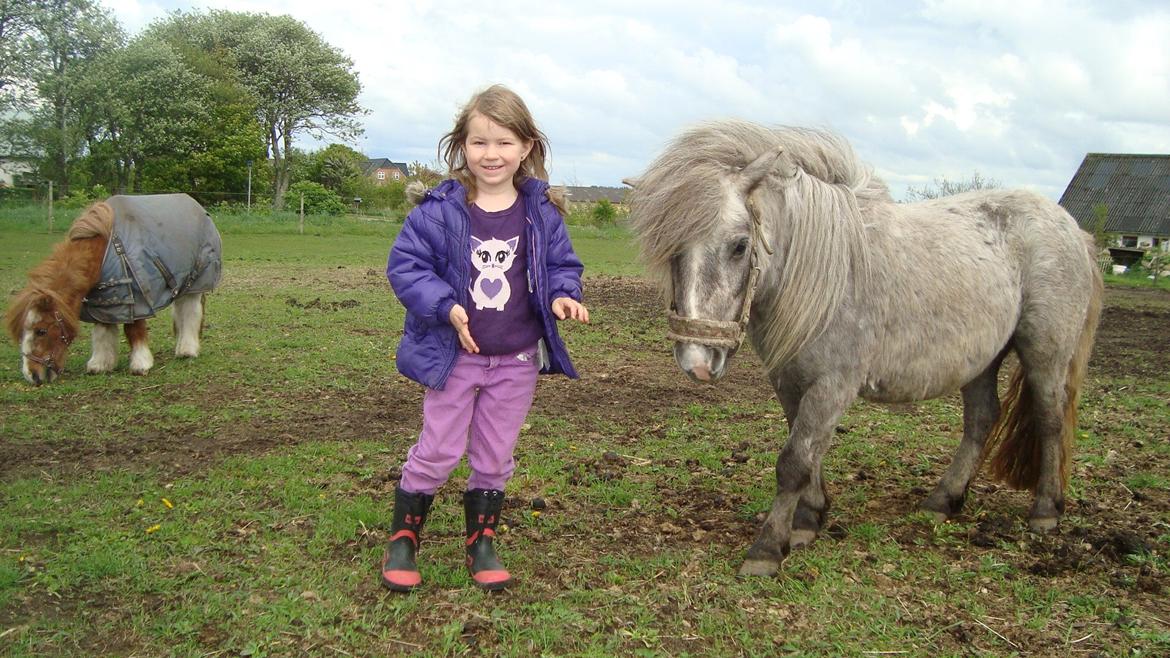 Shetlænder Silke billede 13