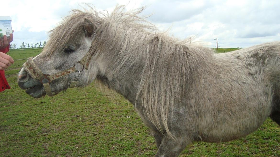 Shetlænder Silke billede 14