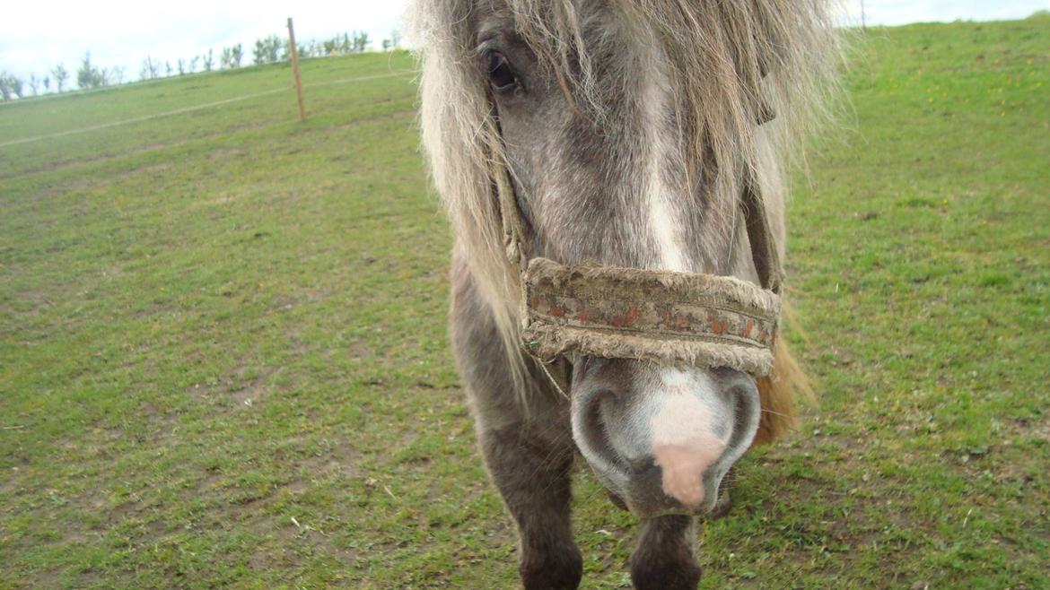 Shetlænder Silke billede 16