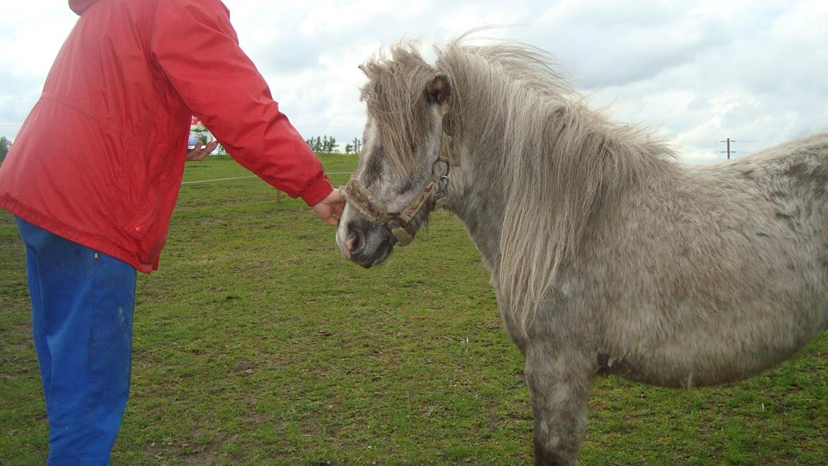 Shetlænder Silke billede 15