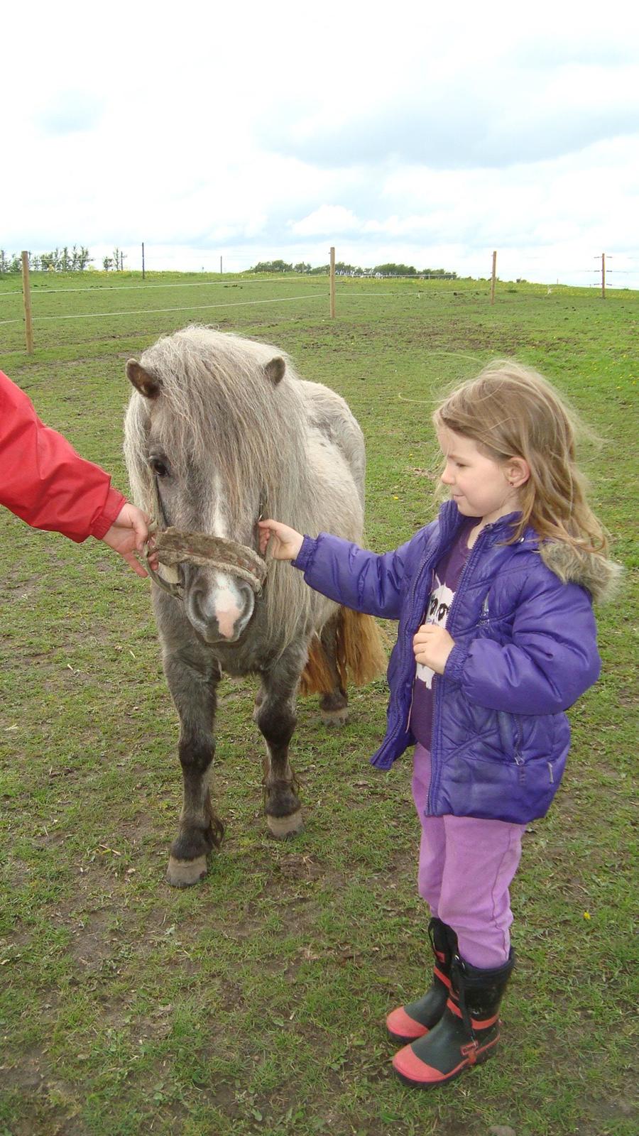 Shetlænder Silke billede 18