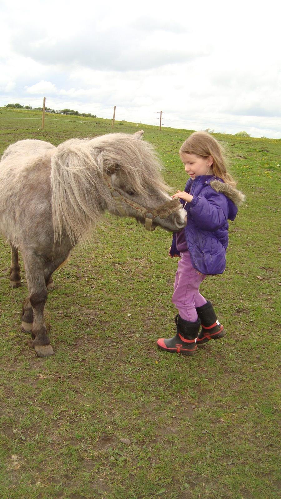 Shetlænder Silke billede 19