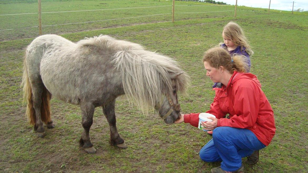Shetlænder Silke billede 20