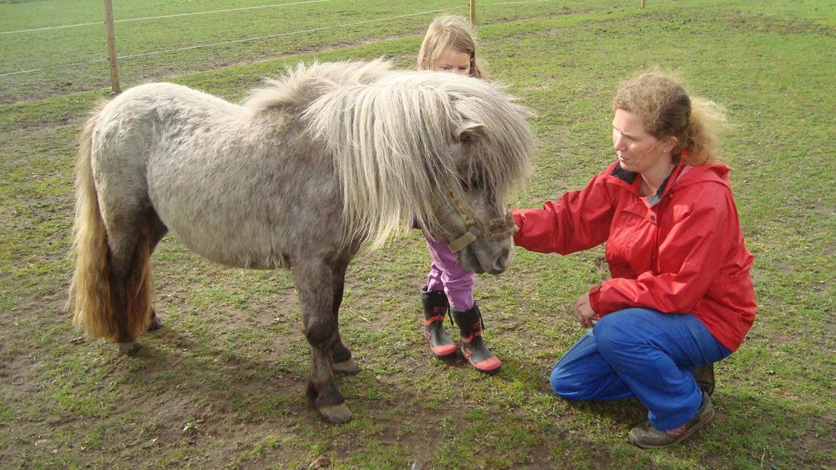Shetlænder Silke billede 21