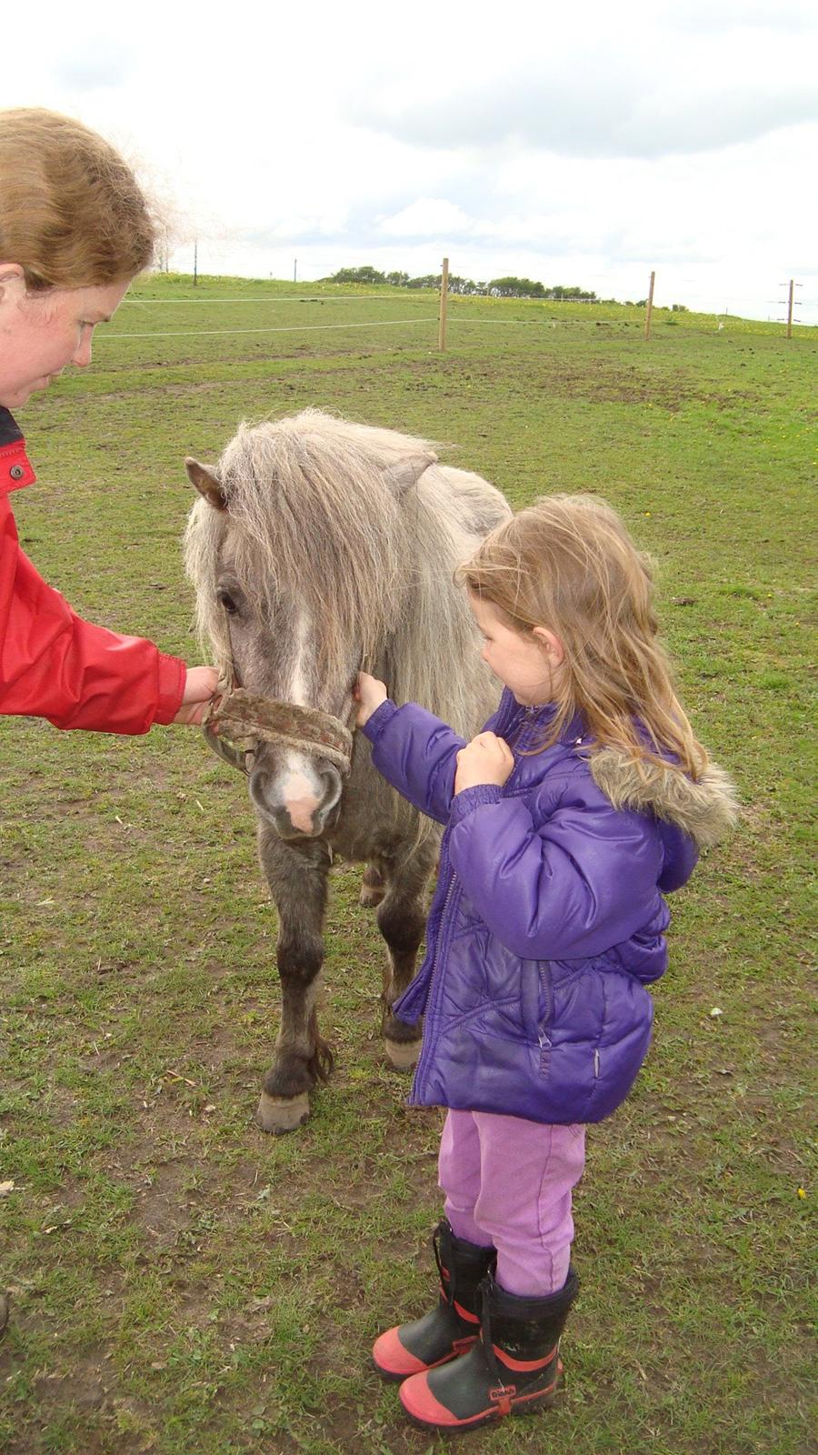 Shetlænder Silke billede 17