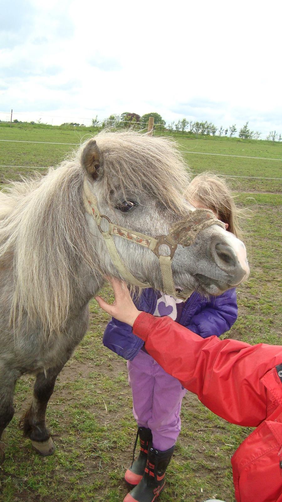 Shetlænder Silke billede 5