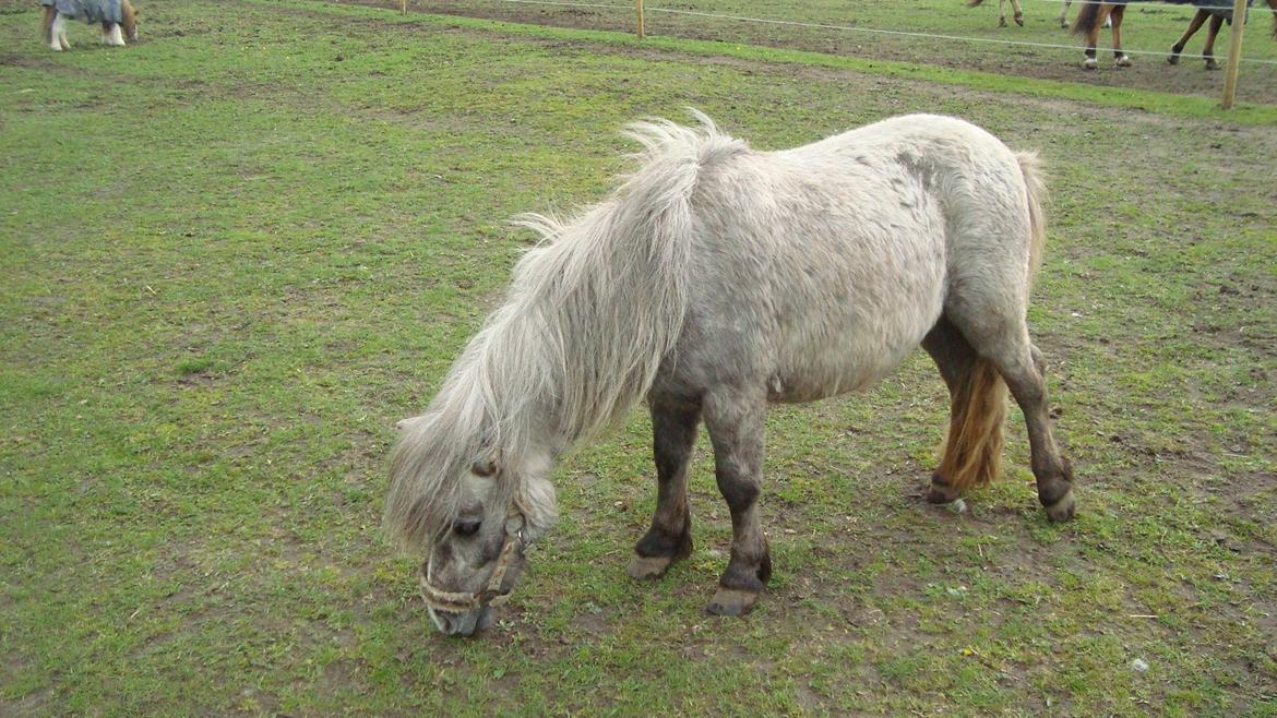 Shetlænder Silke billede 22