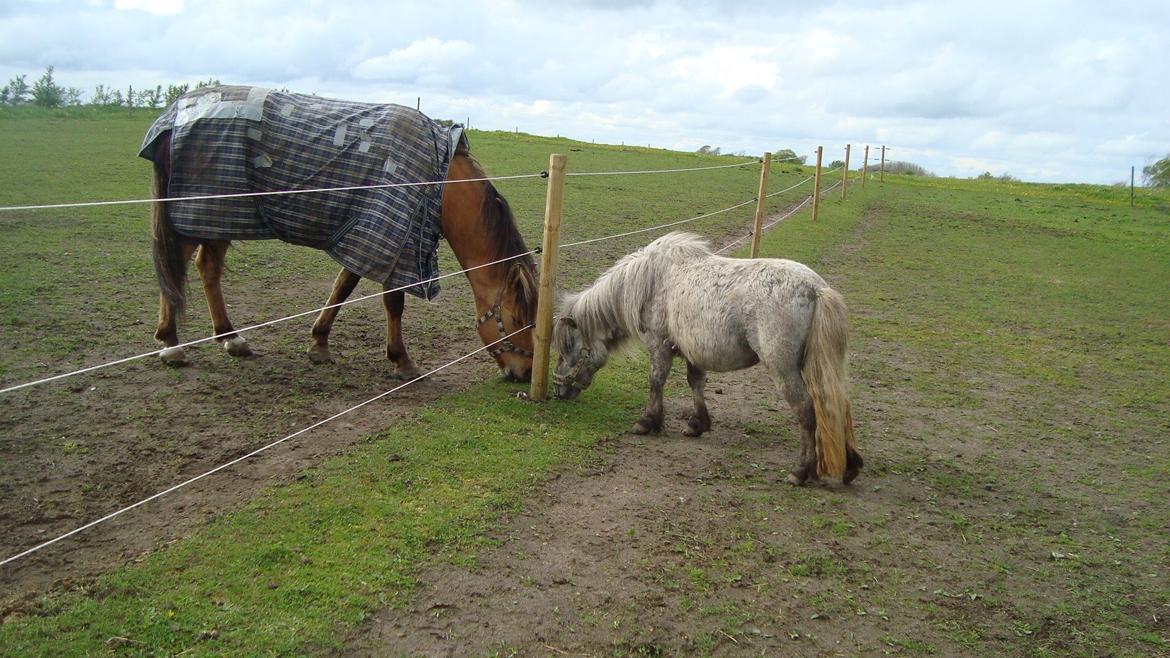Shetlænder Silke billede 23