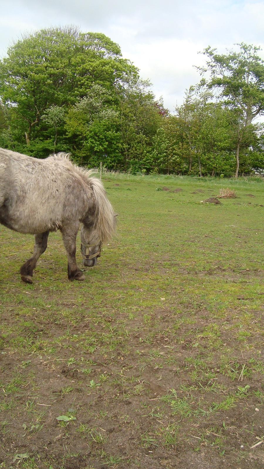 Shetlænder Silke billede 24