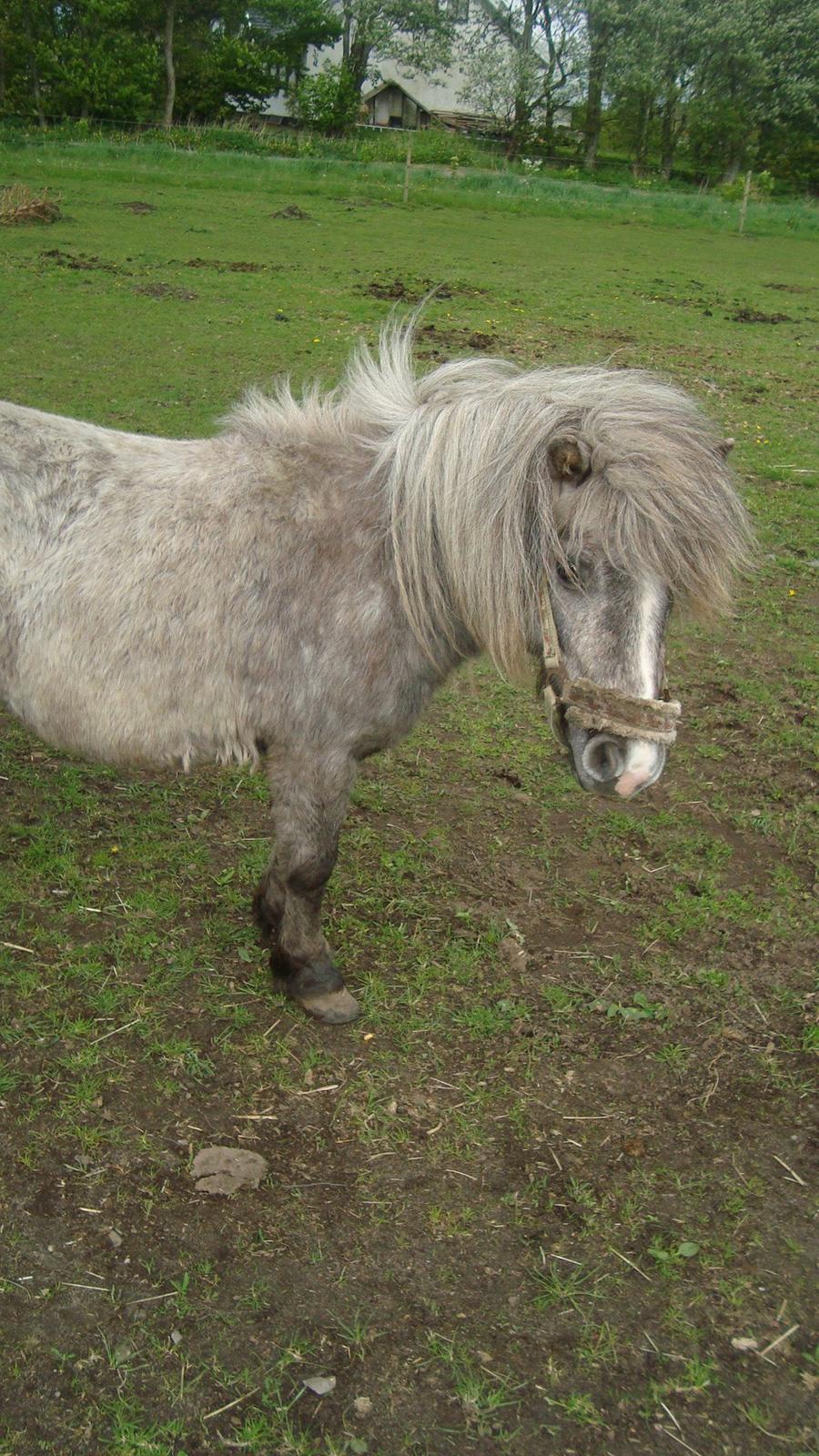 Shetlænder Silke billede 25