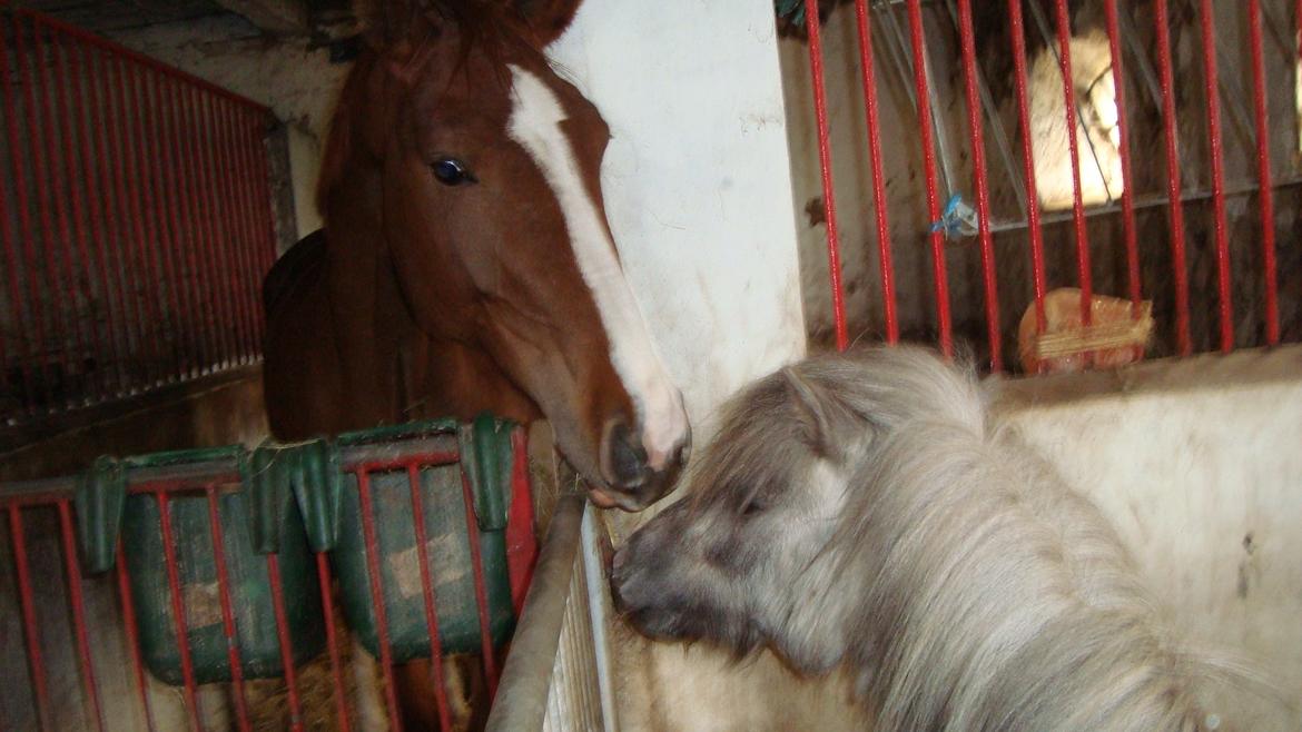 Shetlænder Silke billede 26