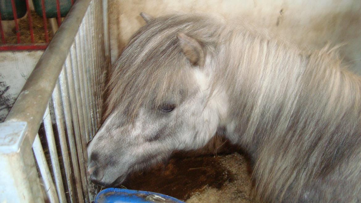 Shetlænder Silke billede 27