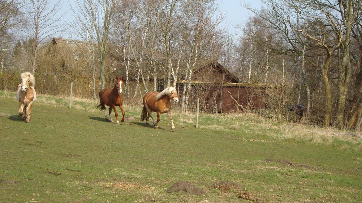Haflinger Lolle billede 15
