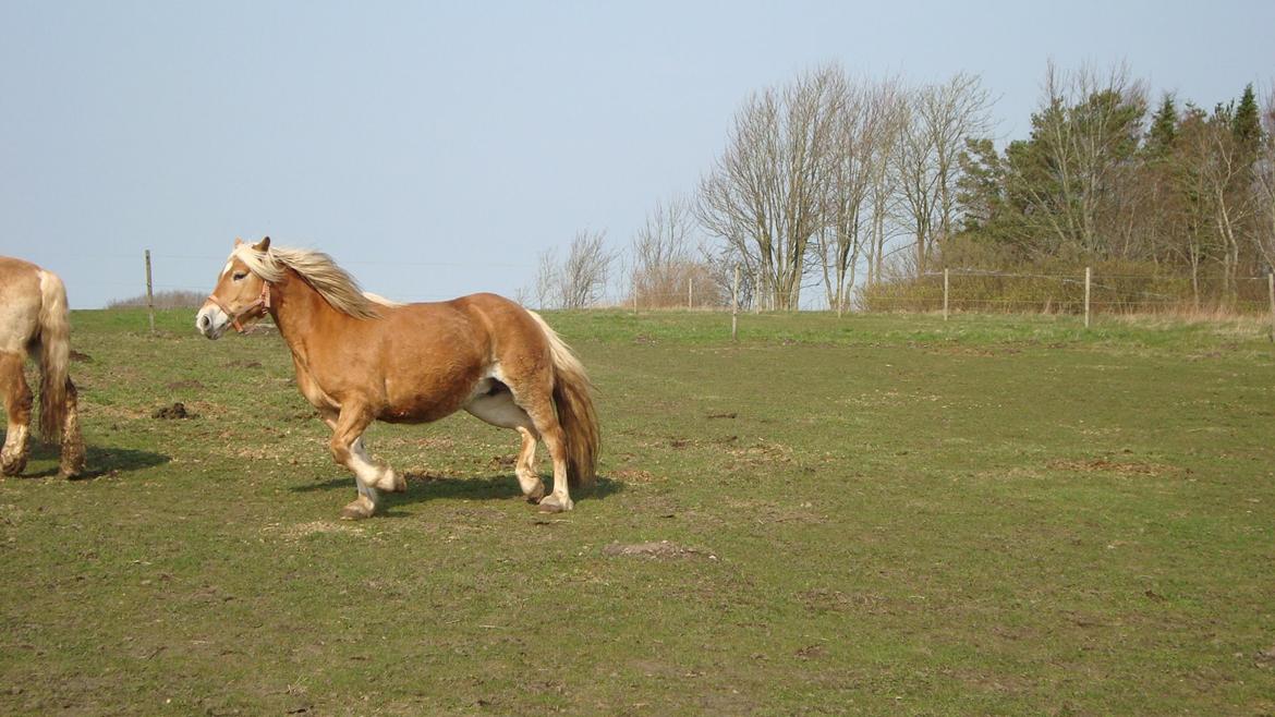 Haflinger Lolle billede 16