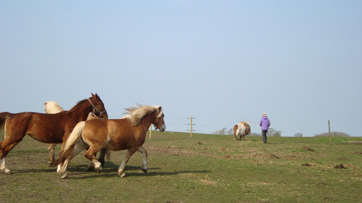 Haflinger Lolle billede 17