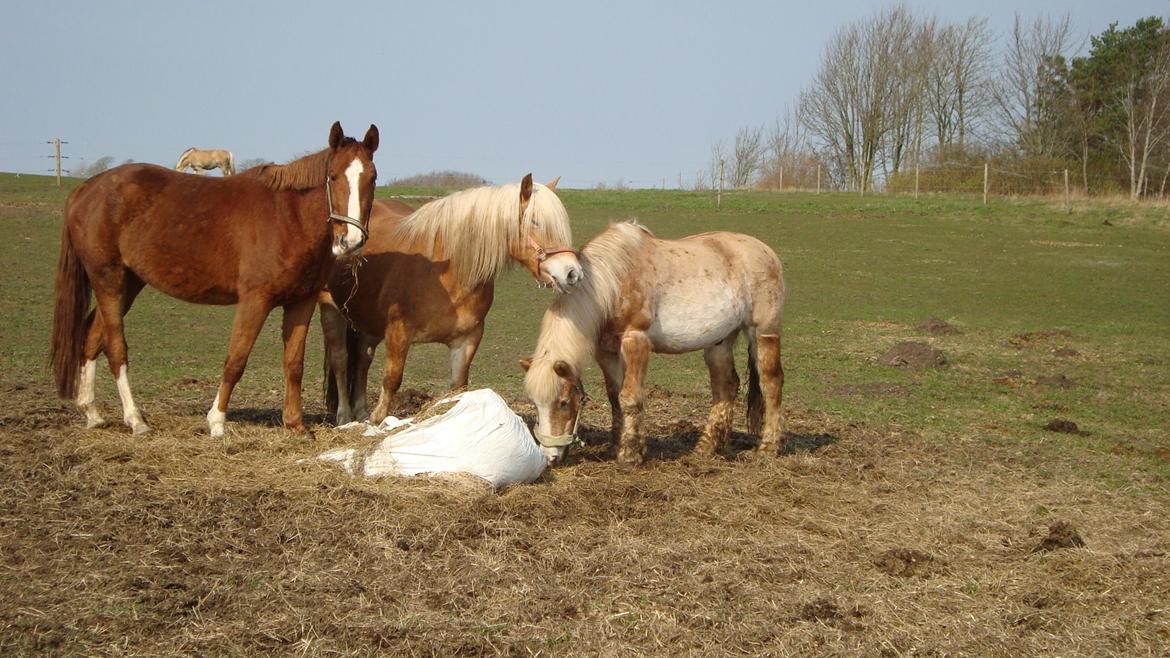 Haflinger Lolle billede 14
