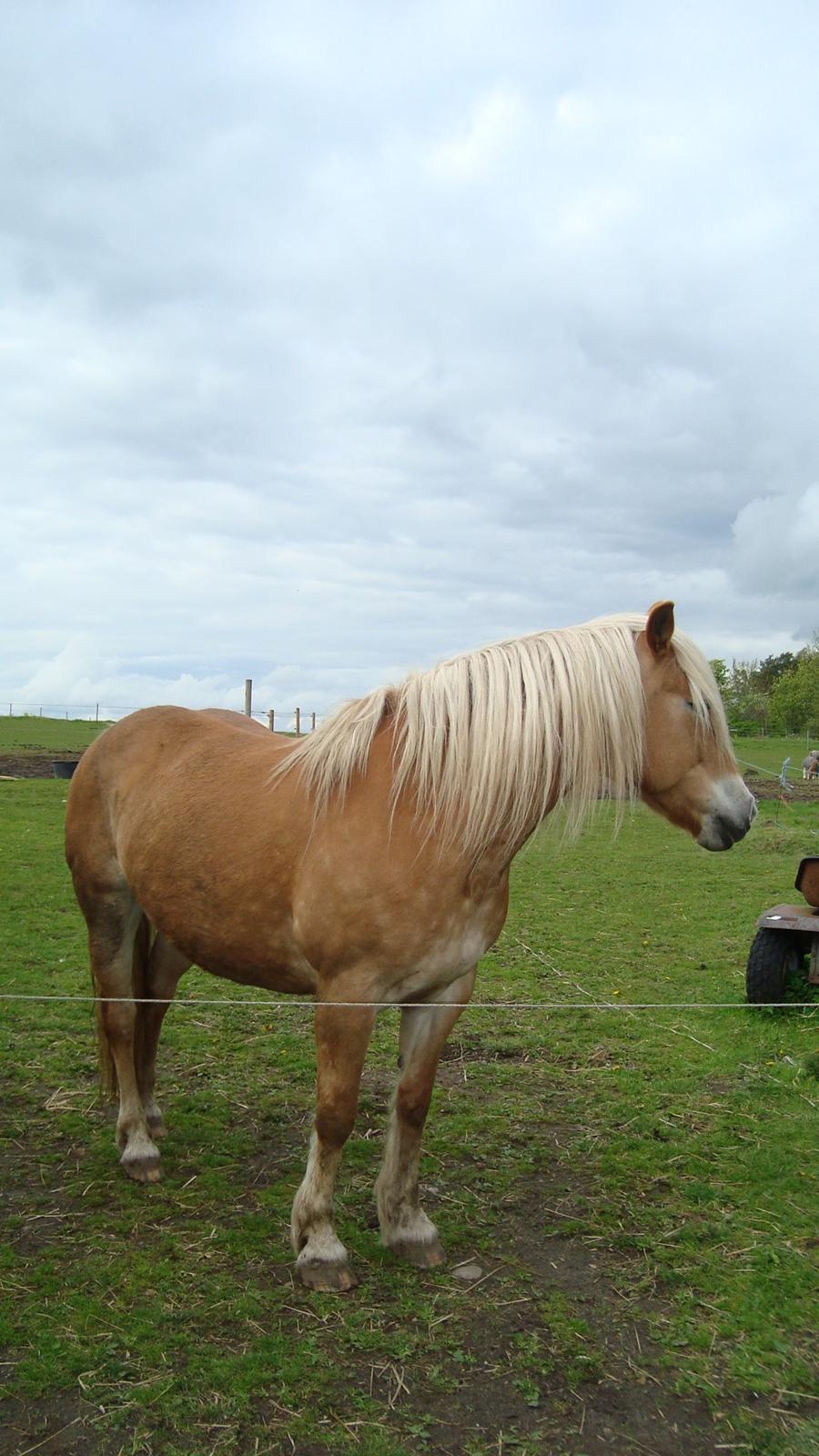 Haflinger Lolle billede 19