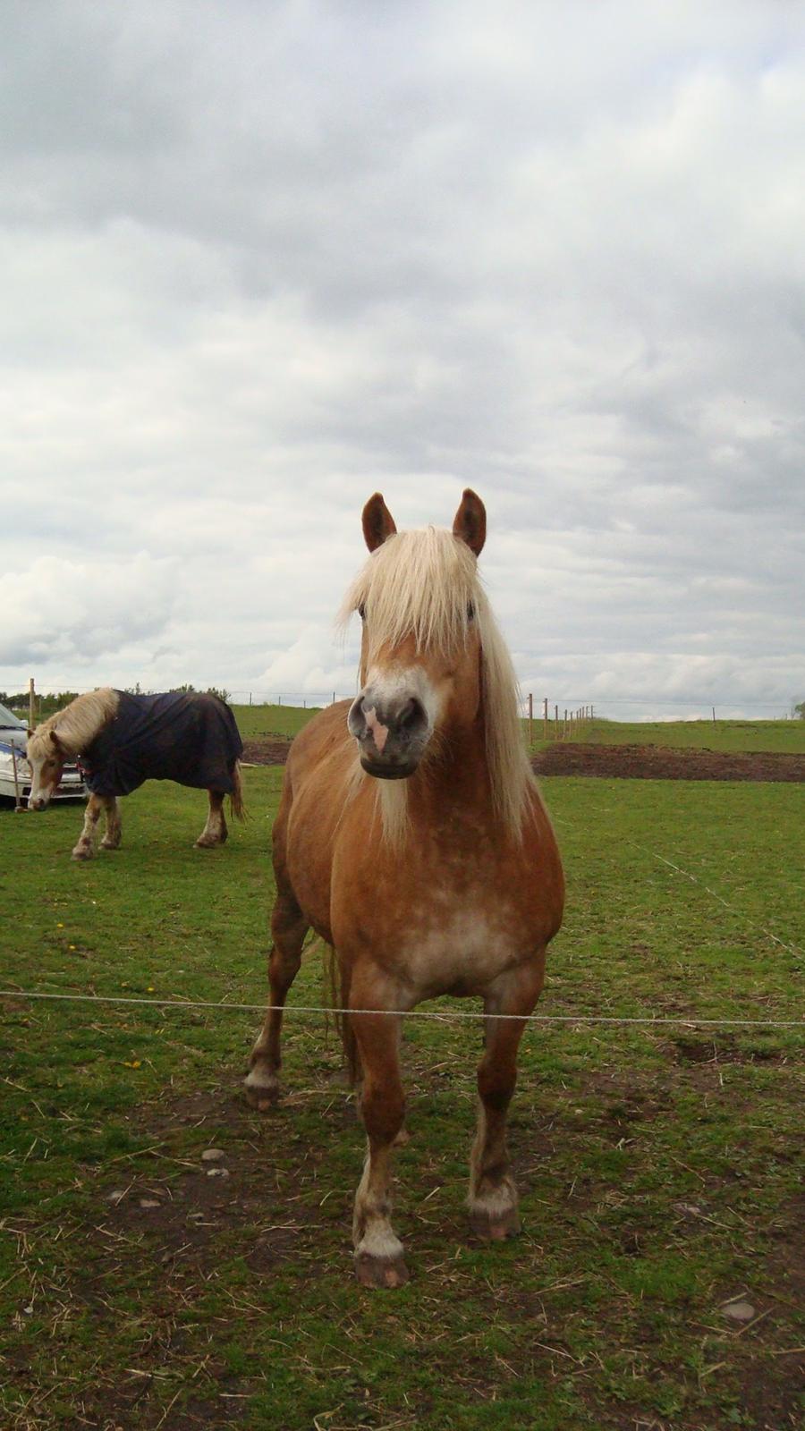 Haflinger Lolle billede 18