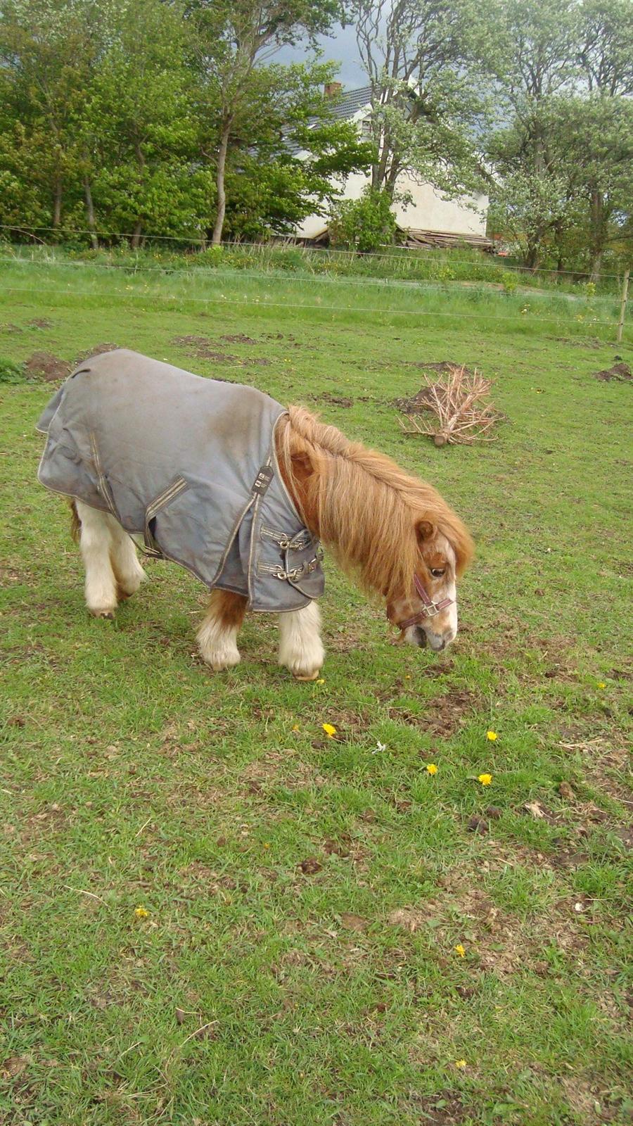 Shetlænder Lotte billede 22