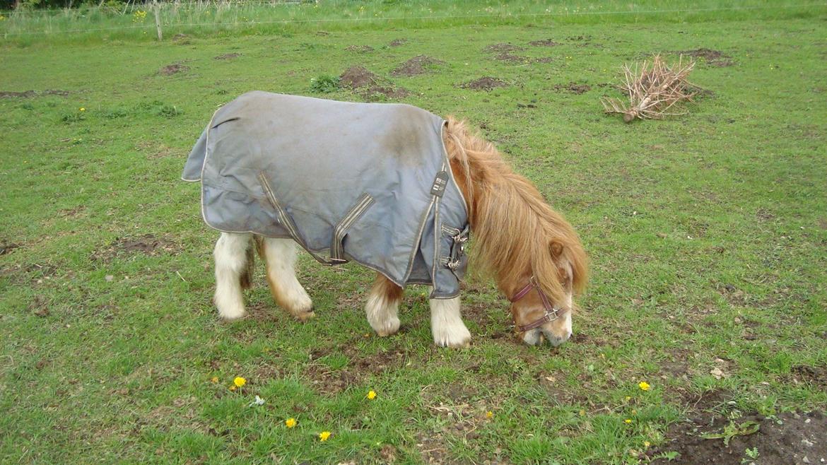 Shetlænder Lotte billede 23