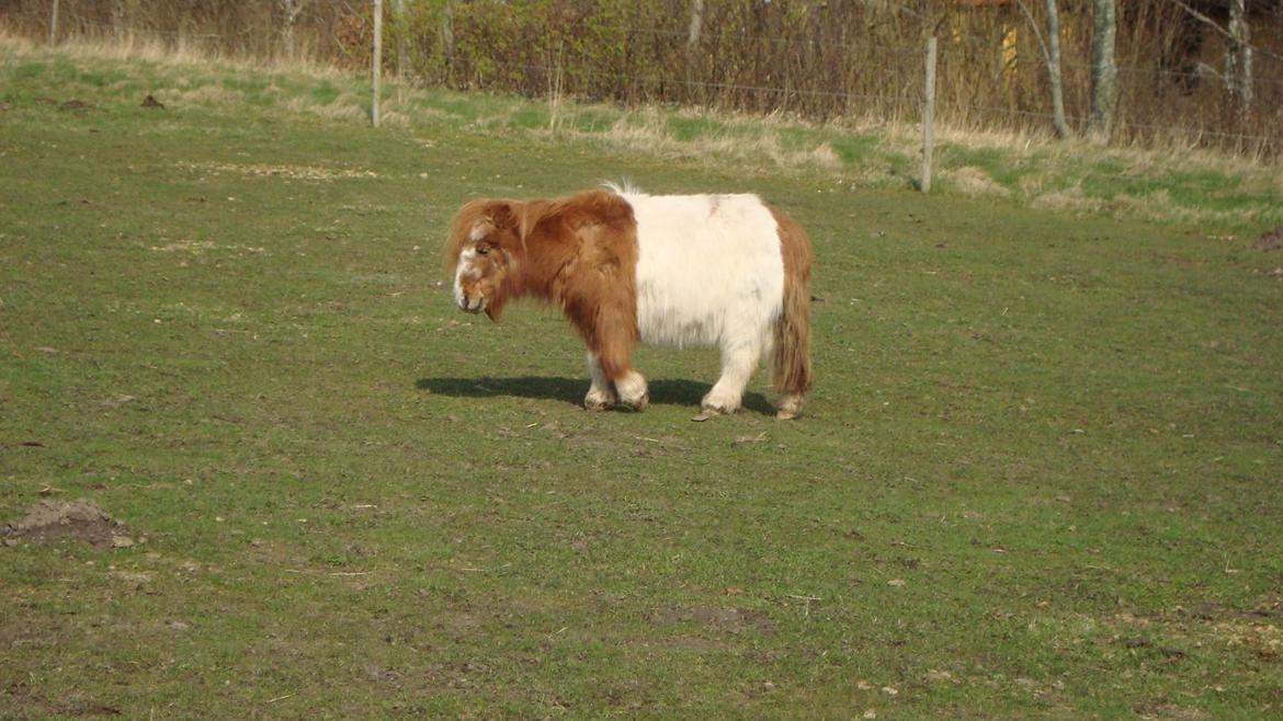 Shetlænder Lotte billede 21