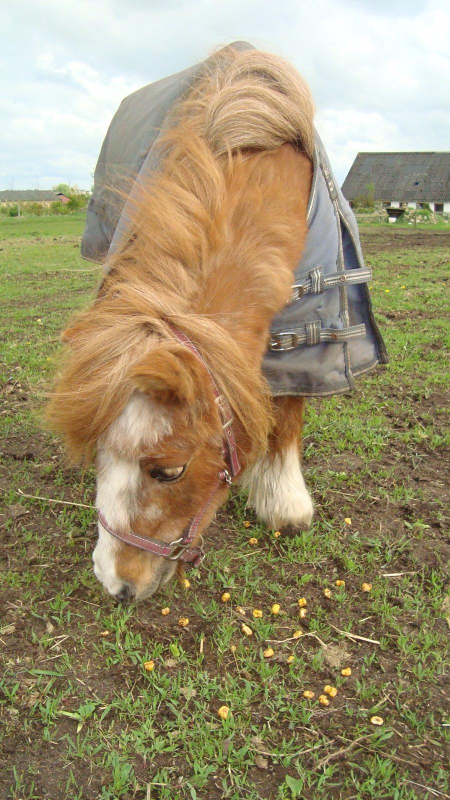 Shetlænder Lotte billede 24