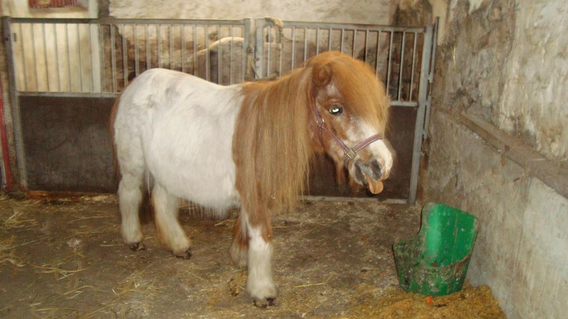 Shetlænder Lotte billede 25