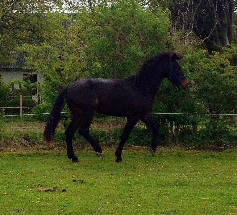 Oldenborg FC Fidibus billede 18