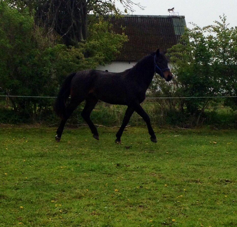 Oldenborg FC Fidibus billede 20