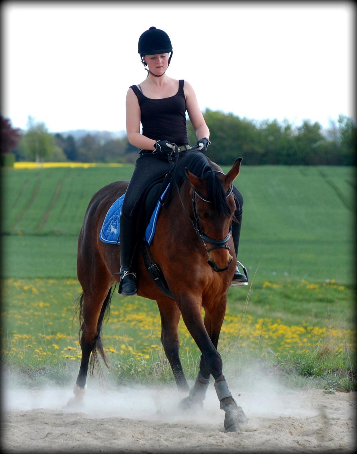 Dansk Varmblod Coffee Cup - Træning efter 2 fridage :) billede 16
