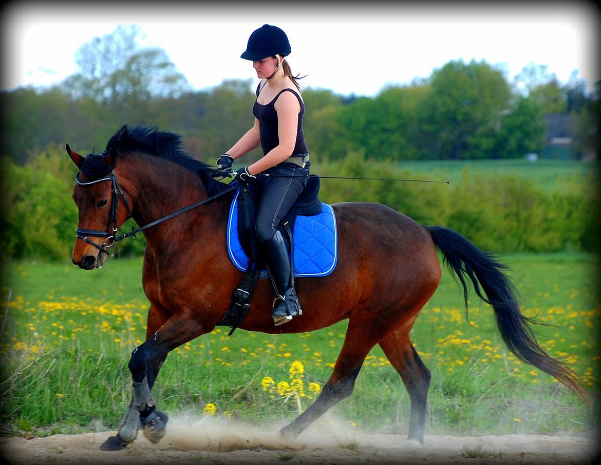 Dansk Varmblod Coffee Cup - Træning efter 2 fridage :) Puuh synes hendes galop er svær at vende sig til :) billede 20