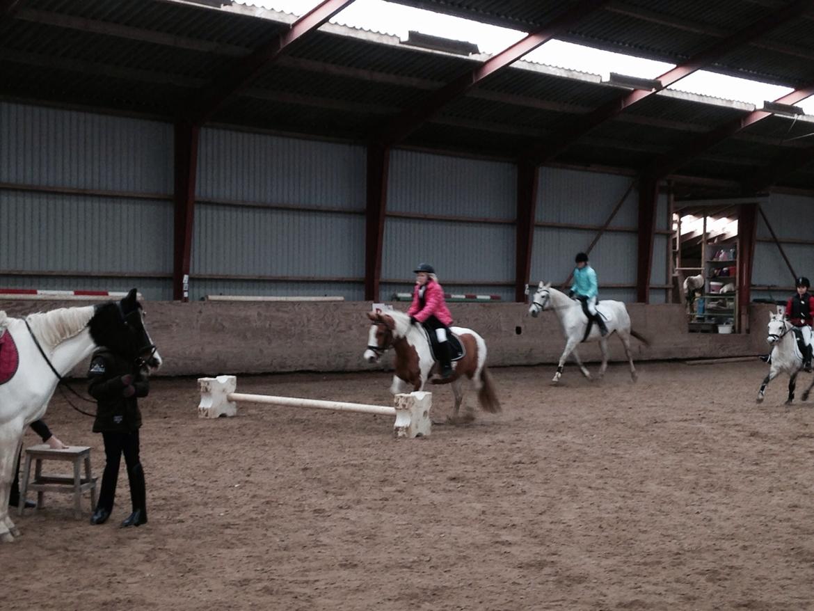 Anden særlig race Mille billede 9