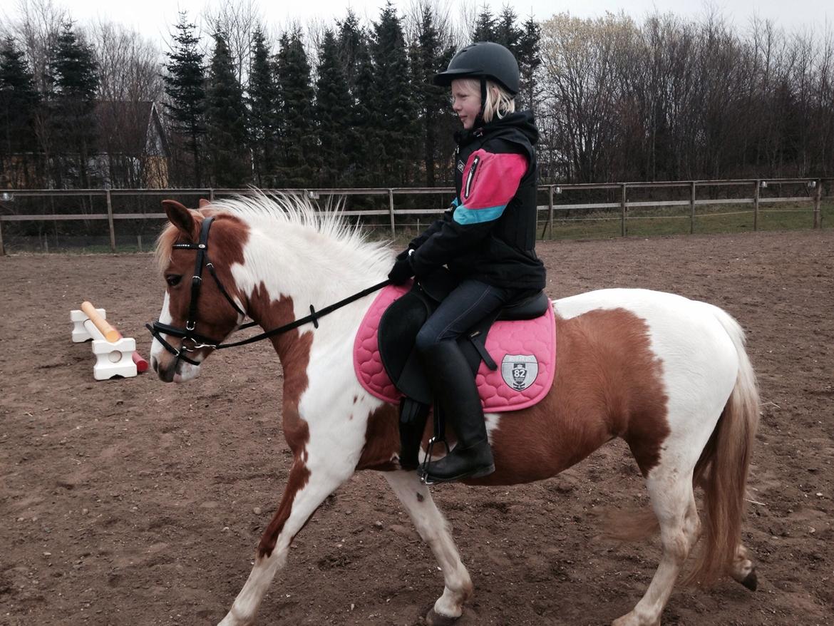 Anden særlig race Mille billede 10