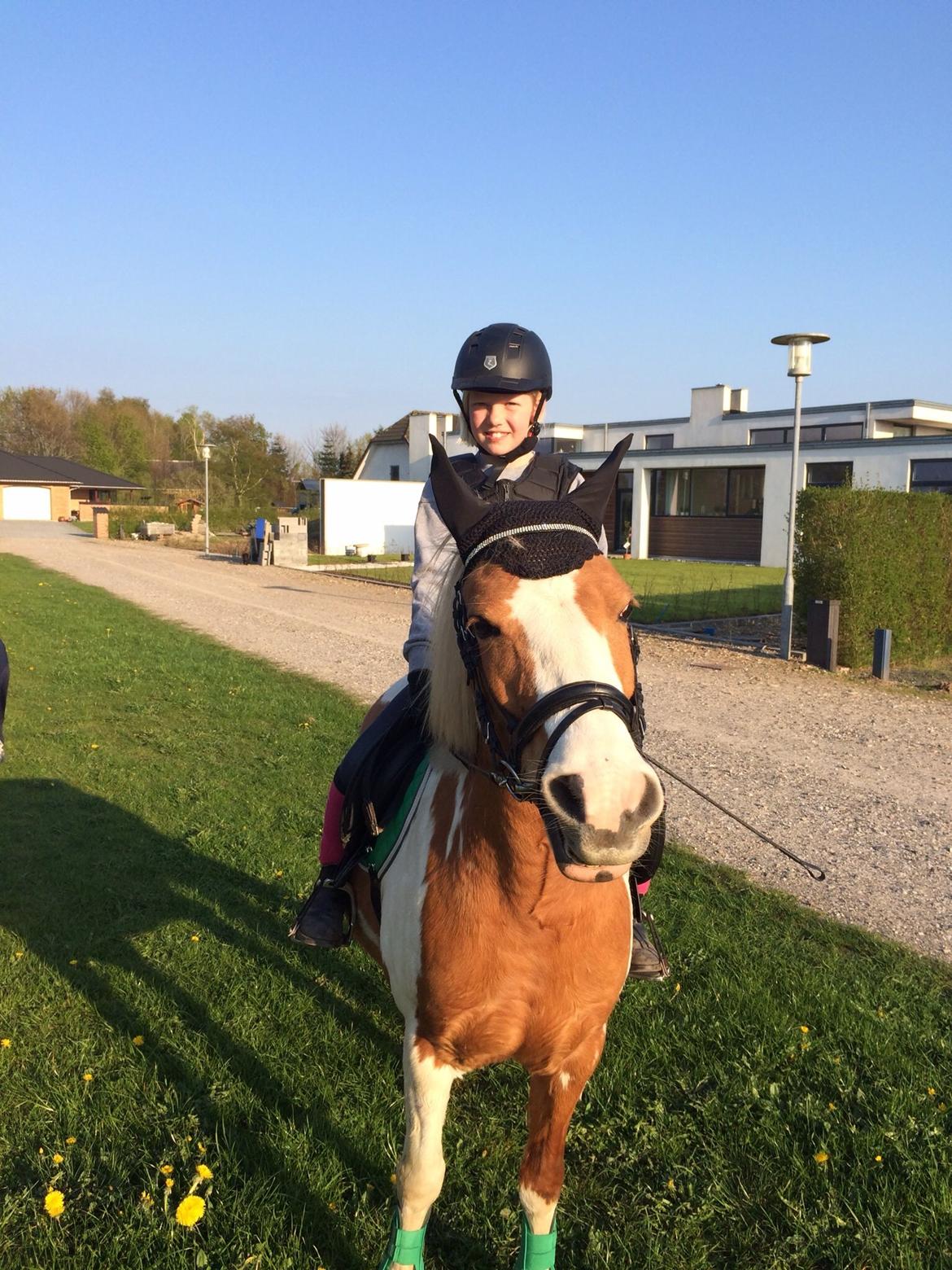 Anden særlig race Mille billede 11