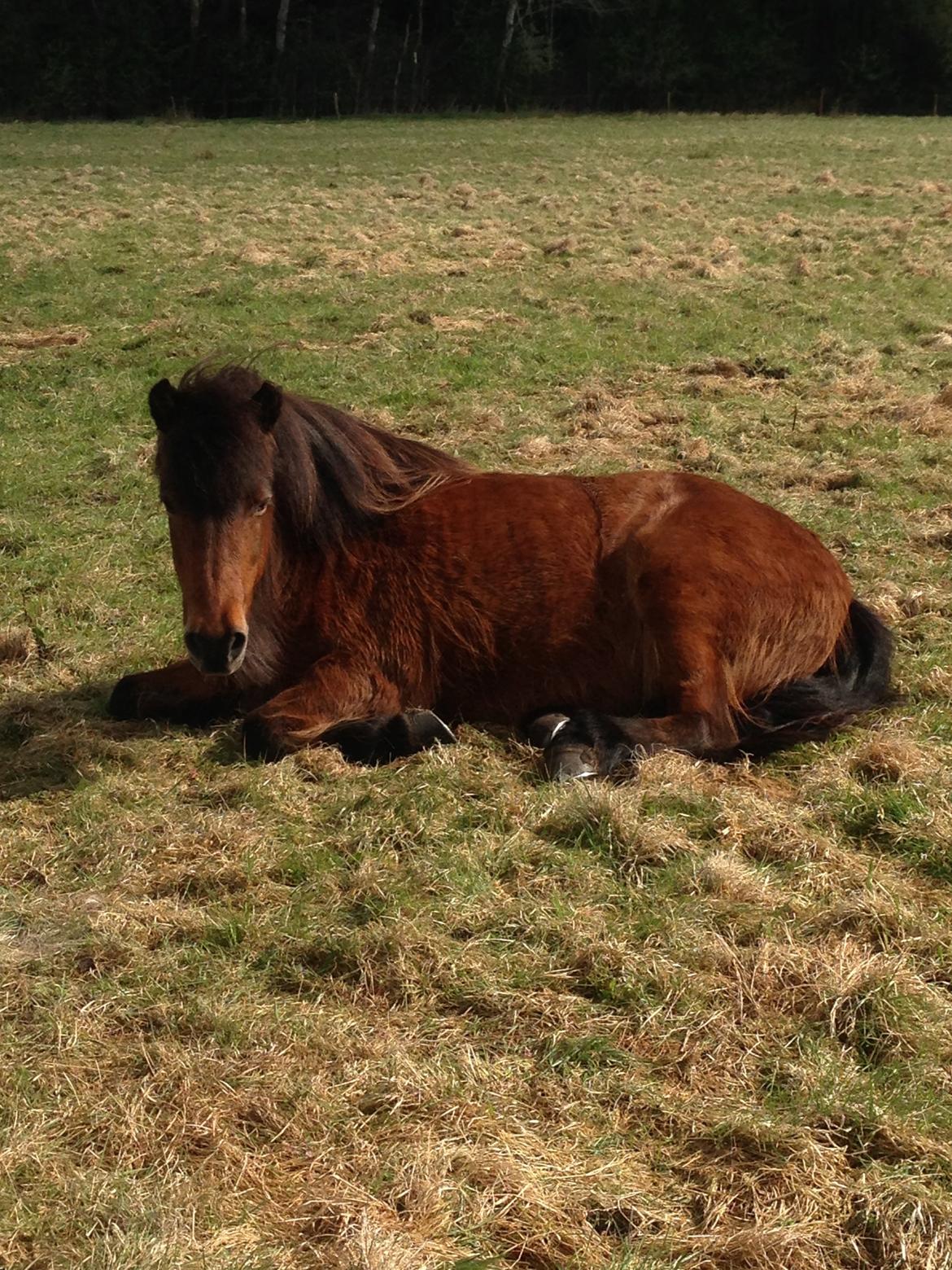 Islænder Hekla Fra Skovby billede 13