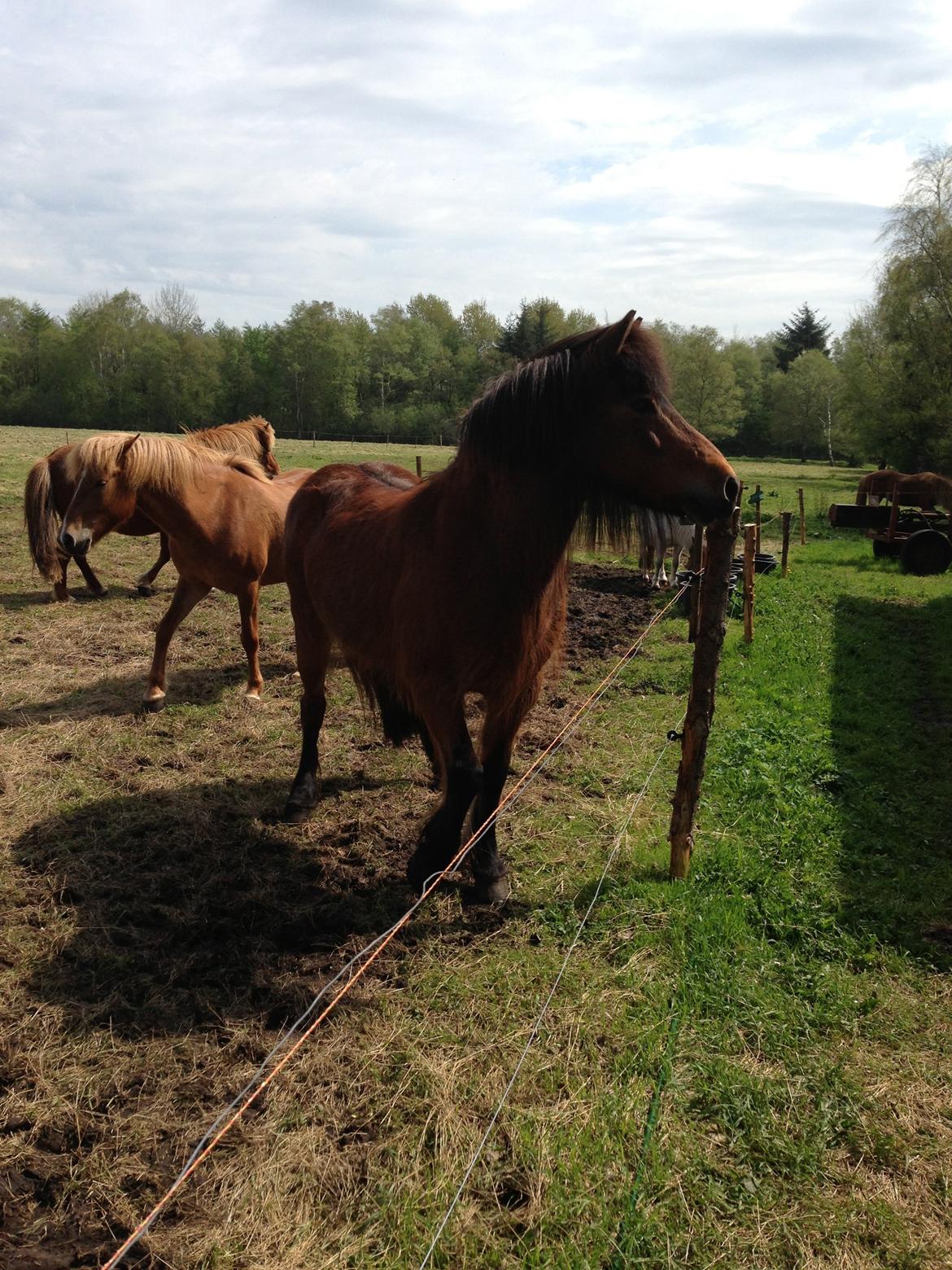 Islænder Hekla Fra Skovby billede 14