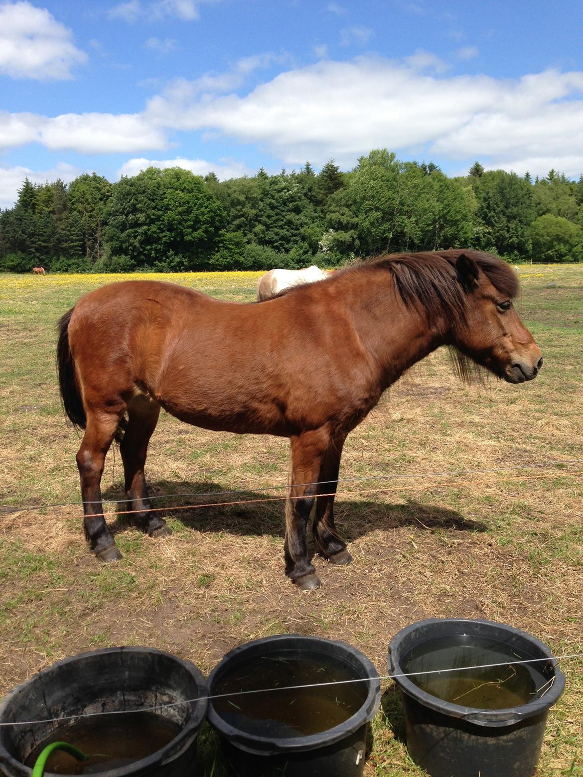 Islænder Hekla Fra Skovby billede 15